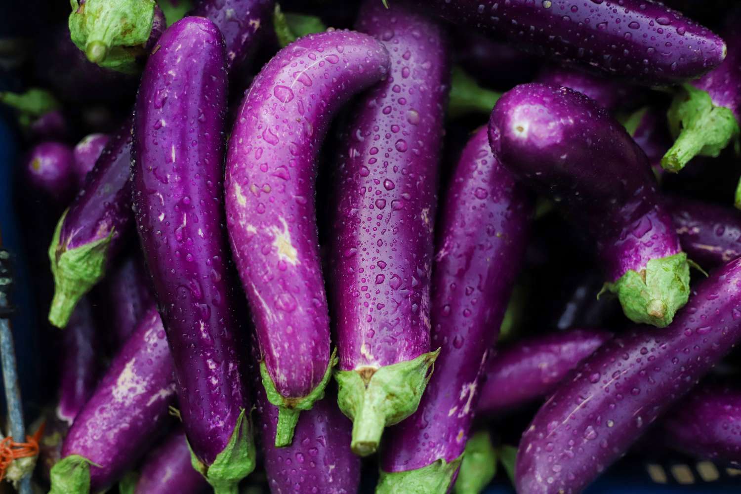 Eggplant