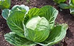 Cabbage